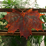 Canadian Maple Autumn Copper Leaf