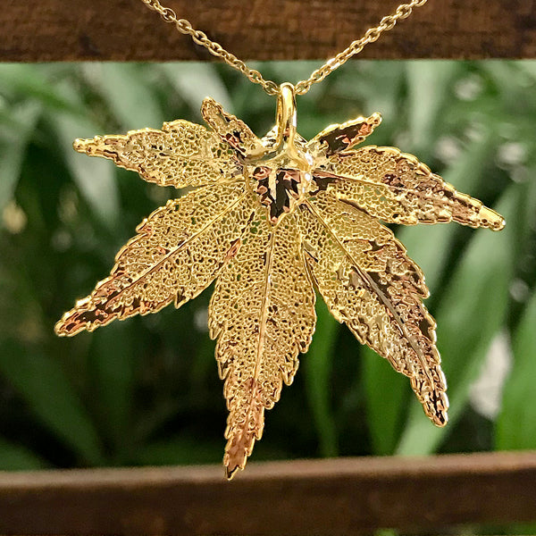 Japanese Maple Gold Plate Leaf