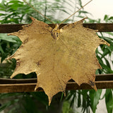 Canadian Maple Gold Plate Leaf