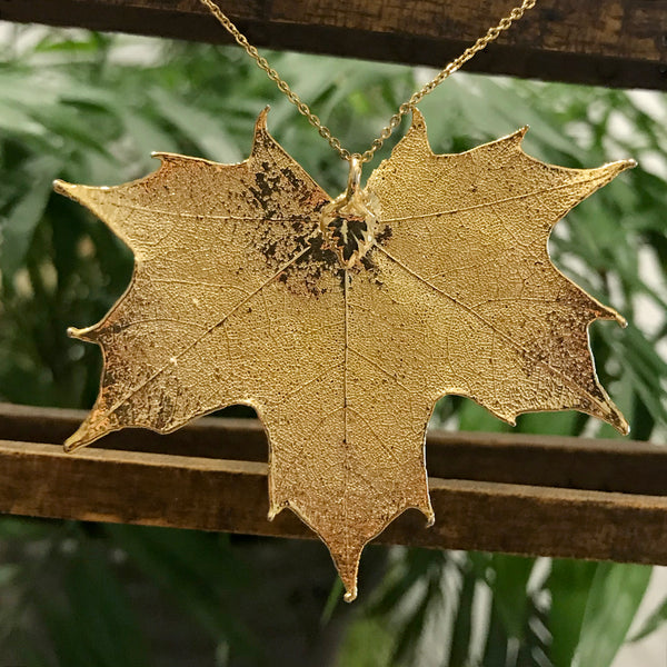 Canadian Maple Gold Plate Leaf