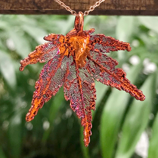 Japanese Maple Autumn Copper Leaf