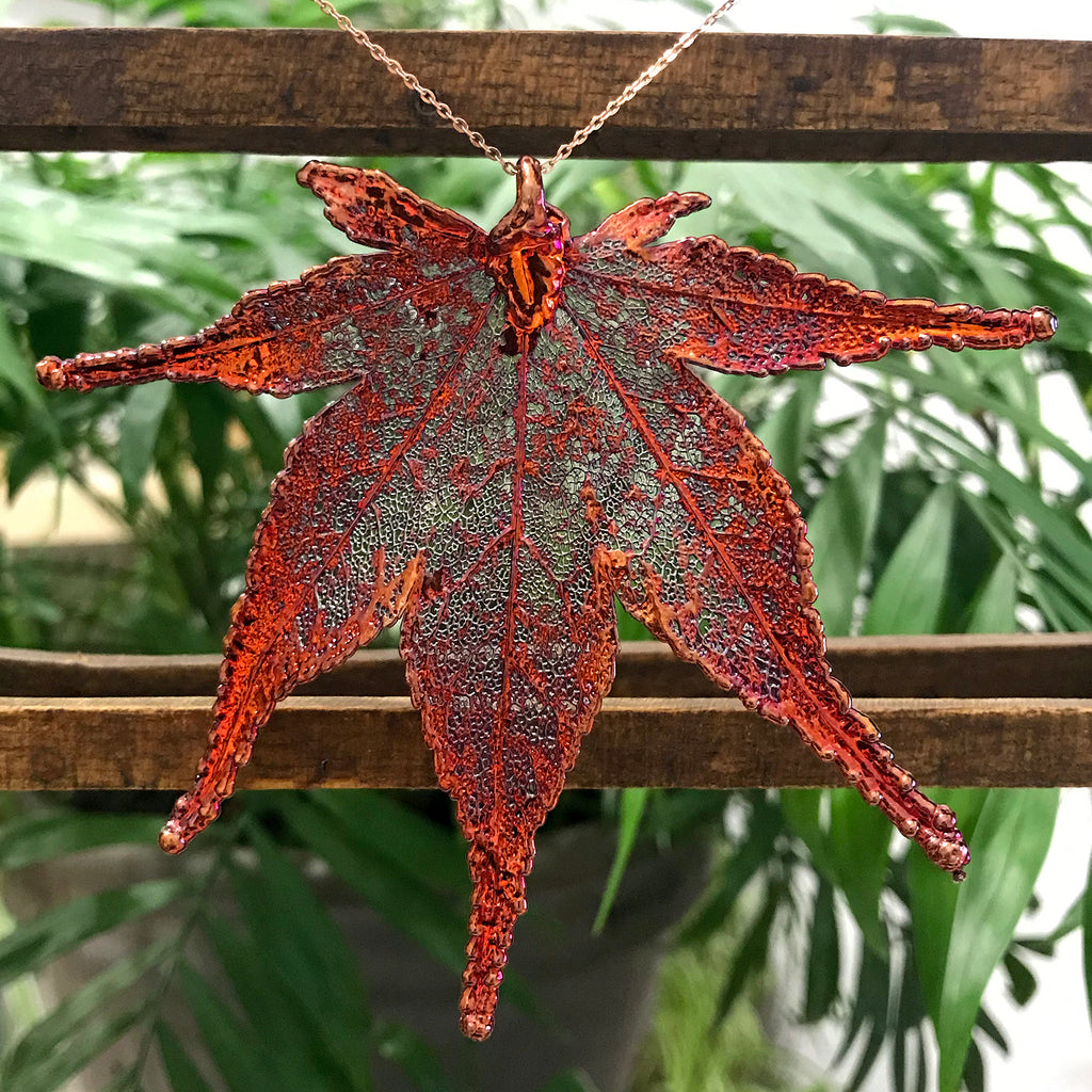 Japanese Maple Autumn Copper Leaf