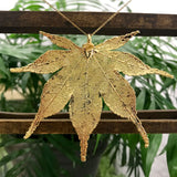 Japanese Maple Gold Plate Leaf