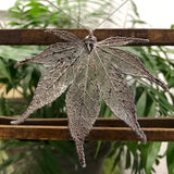 Japanese Maple Platinum Leaf