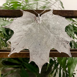Canadian Maple Silver Plate Leaf